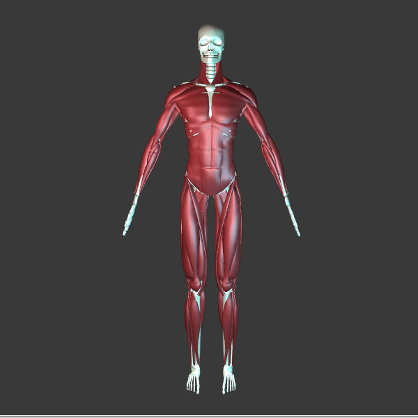 3Д модель мышц человека