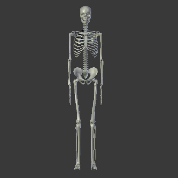 3Д модель скелета человека