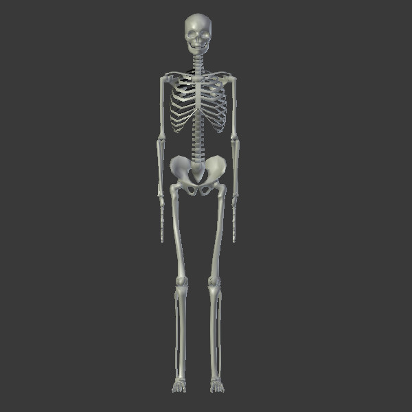 Human skeleton