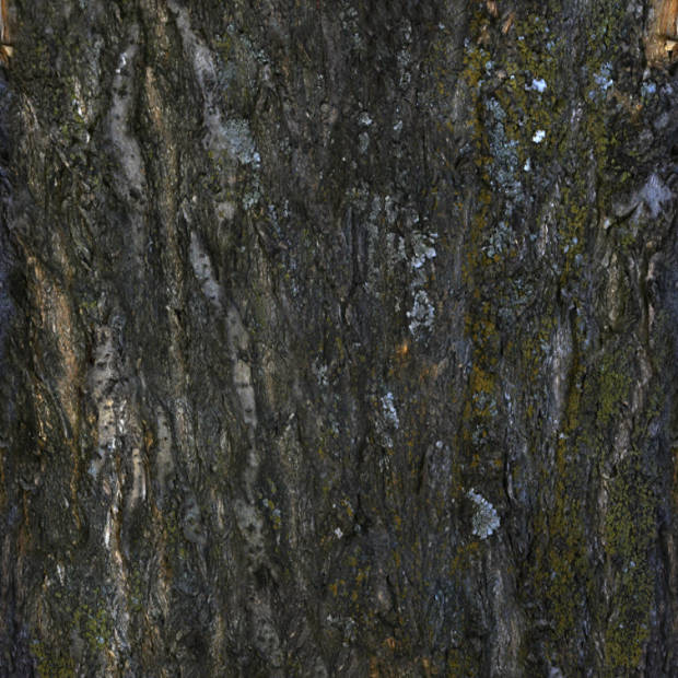 Texture - Old bark # 2